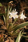 Iris japonica 'Variegata' RCP4-2012 16.JPG